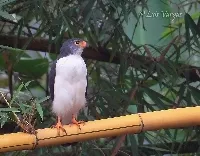 Leucopternis semiplumbeus